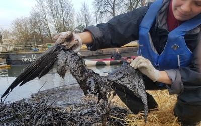 Dead coot covered in oil a