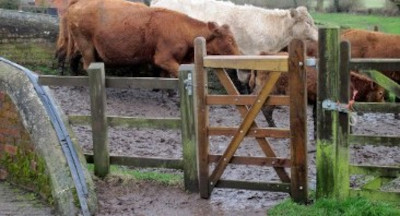 1y colwick lock cows