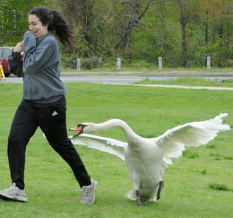 swan attack