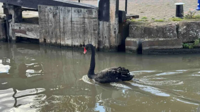 BlackSwan